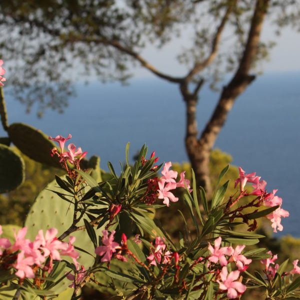 Ibiza roze bloemsoort